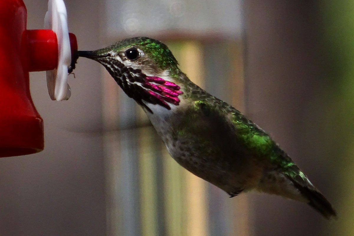 Calliope Hummingbird - ML460350421