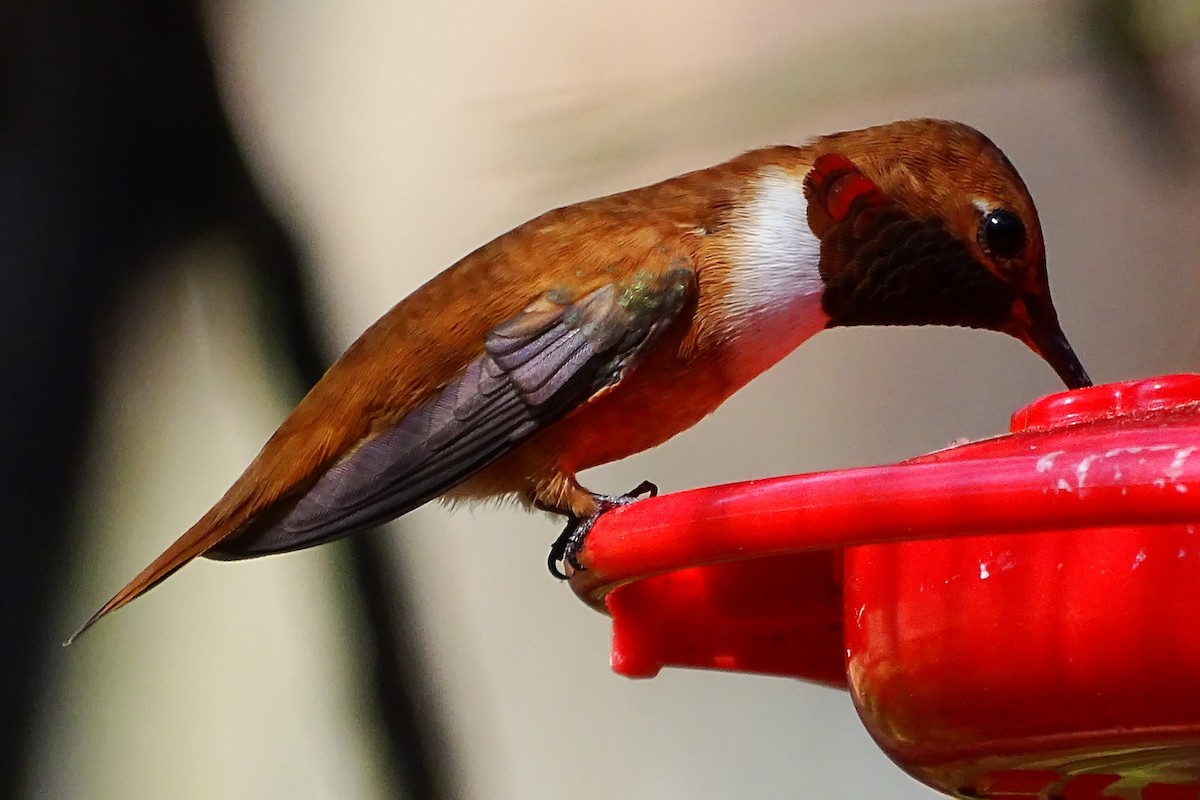 Rufous Hummingbird - Diane Rose