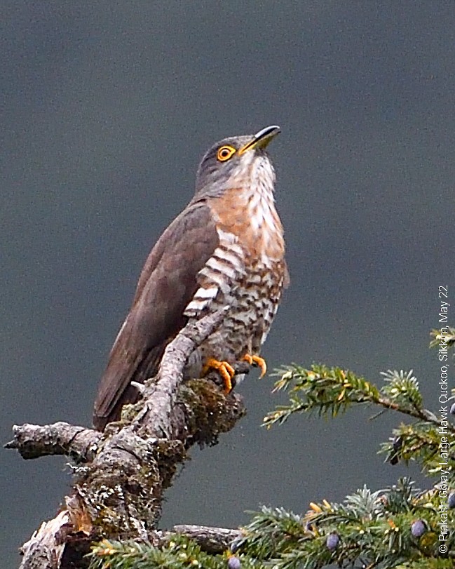 Large Hawk-Cuckoo - Prakash Goray