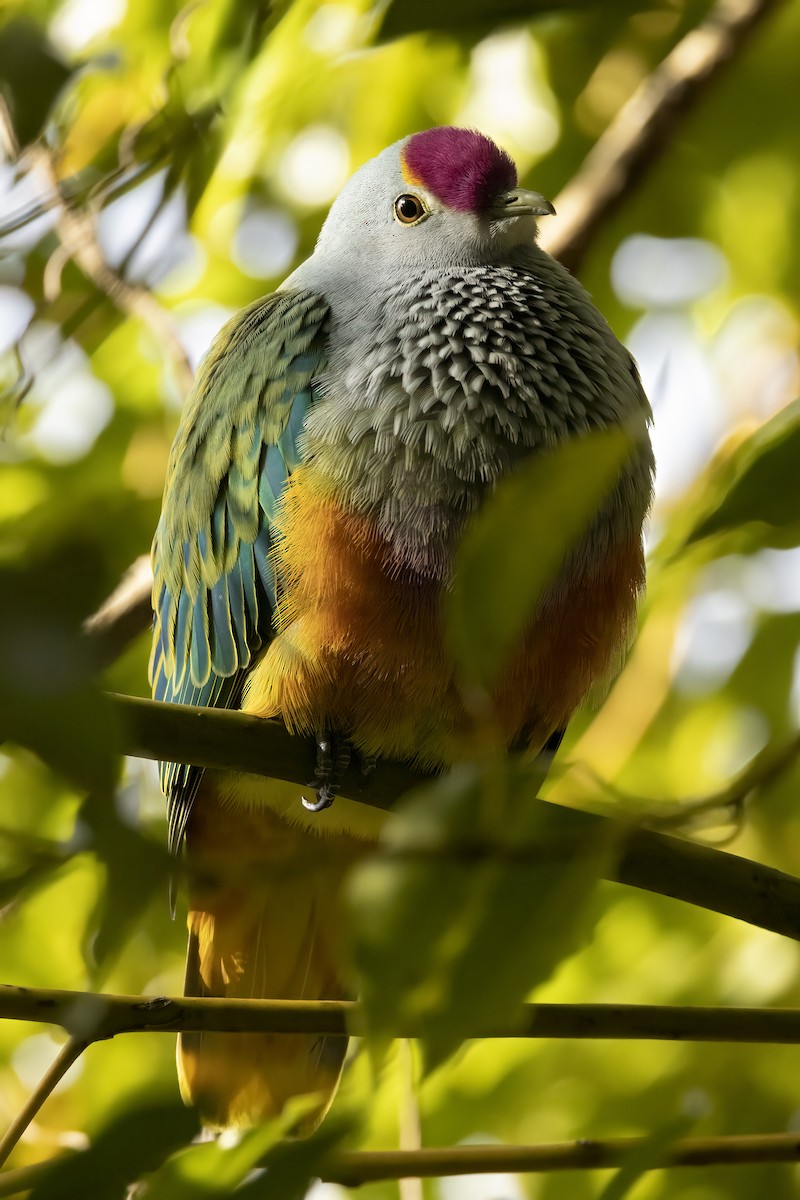 Rose-crowned Fruit-Dove - ML460355741