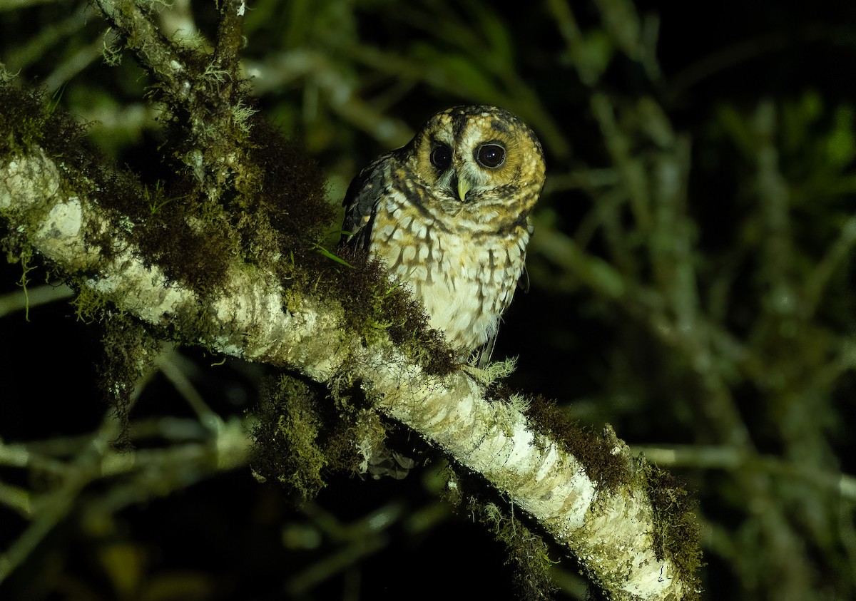 Rufous-banded Owl - ML460356451