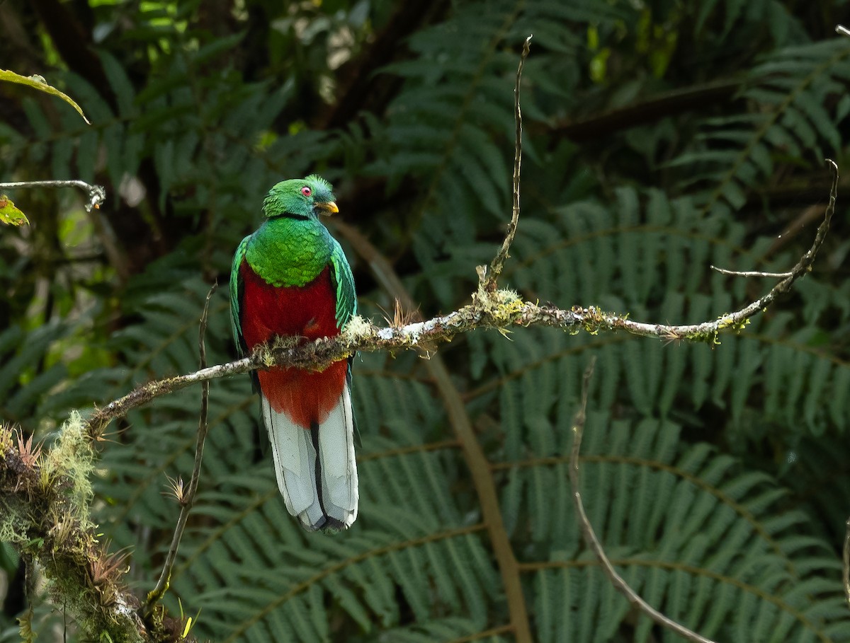 Crested Quetzal - ML460357531