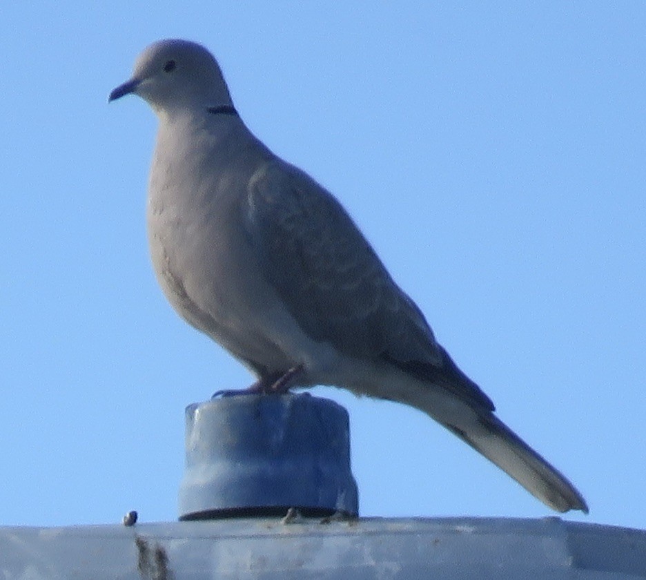 Eurasian Collared-Dove - Jennifer Rycenga