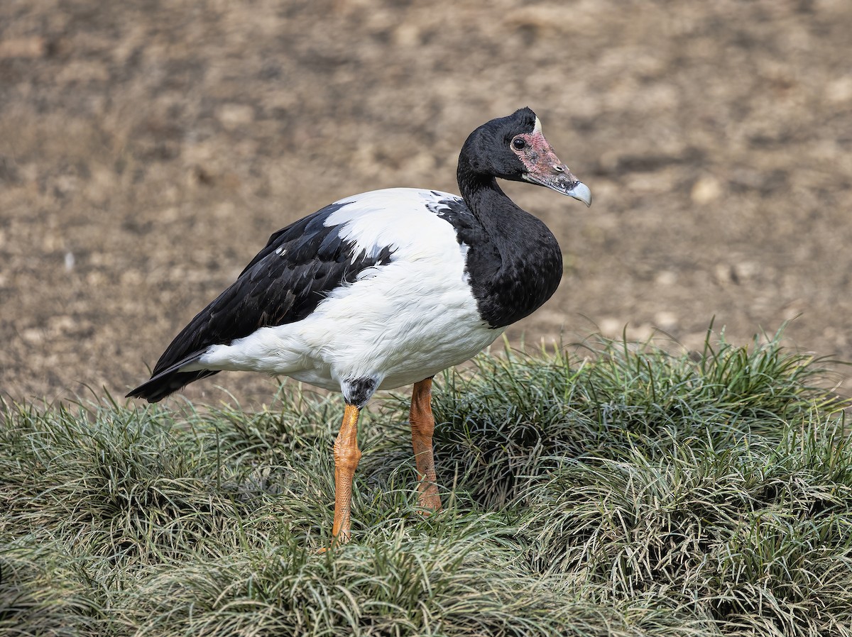eBird Checklist 18 May 2022 Lake Alford Park (Gympie) 14 species