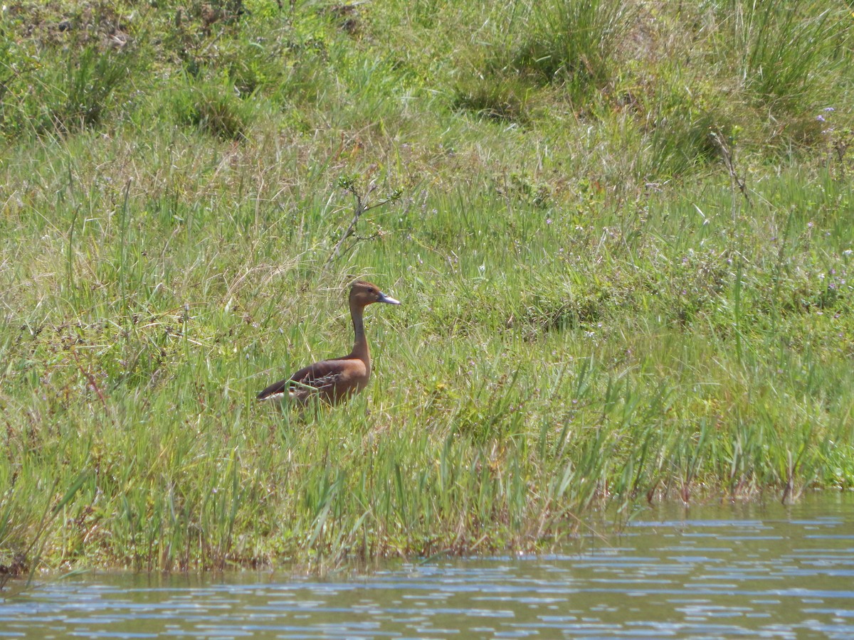 Fulvous Whistling-Duck - Óscar Meneses
