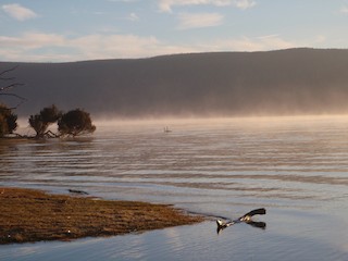 Black Swan, ML460363171