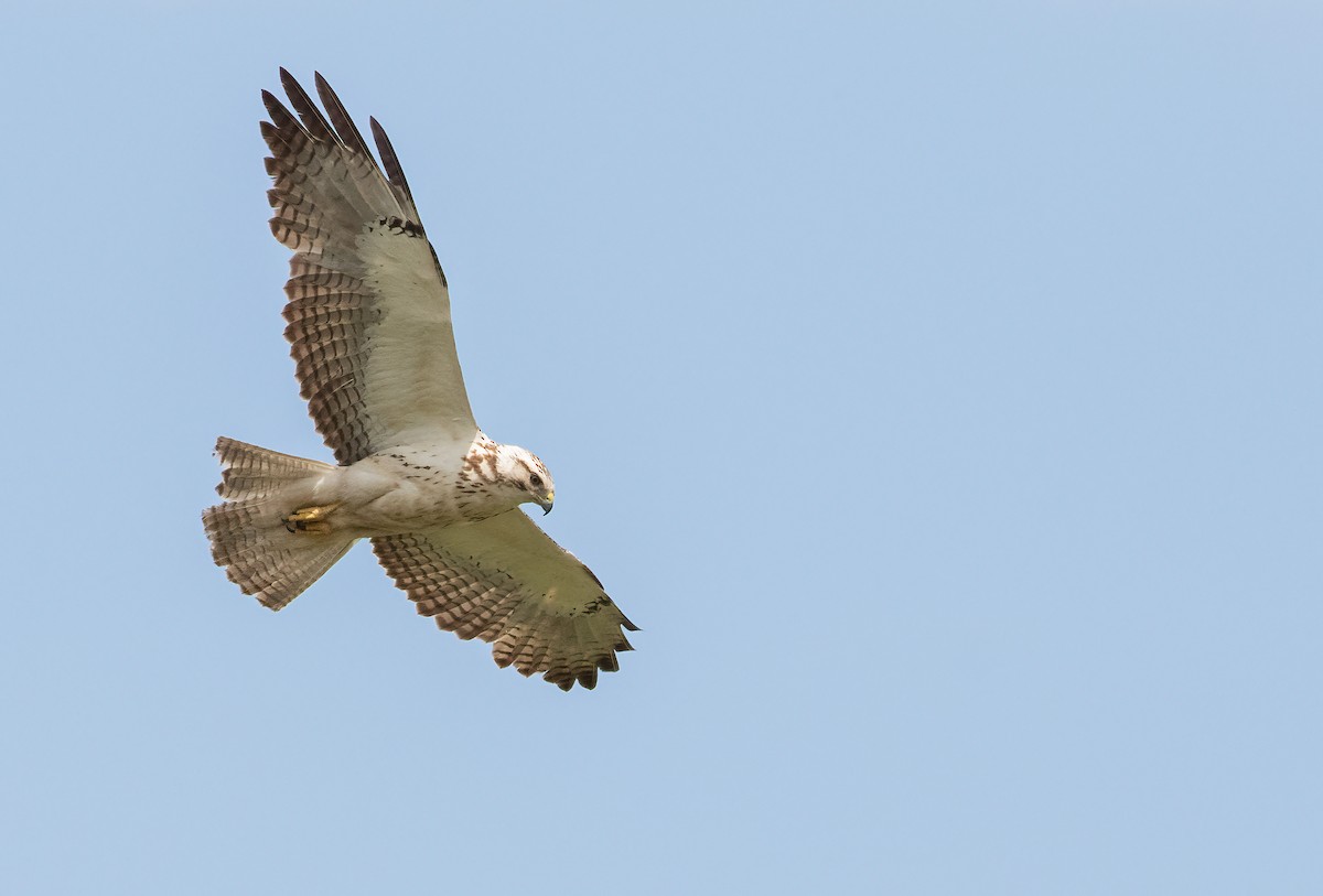 Swainson's Hawk - George Armistead | Hillstar Nature