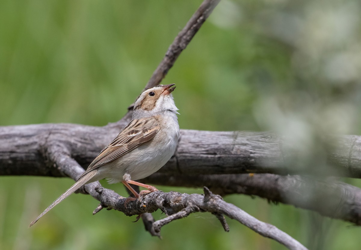 Clay-colored Sparrow - George Armistead | Hillstar Nature
