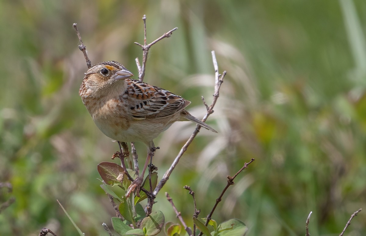 Grasshopper Sparrow - George Armistead | Hillstar Nature