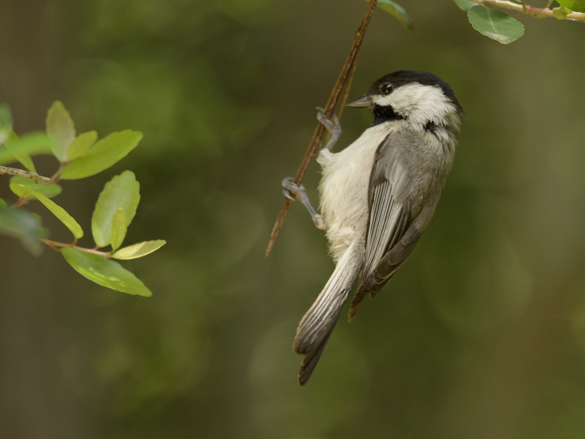 carolina-chickadee-fws-gov