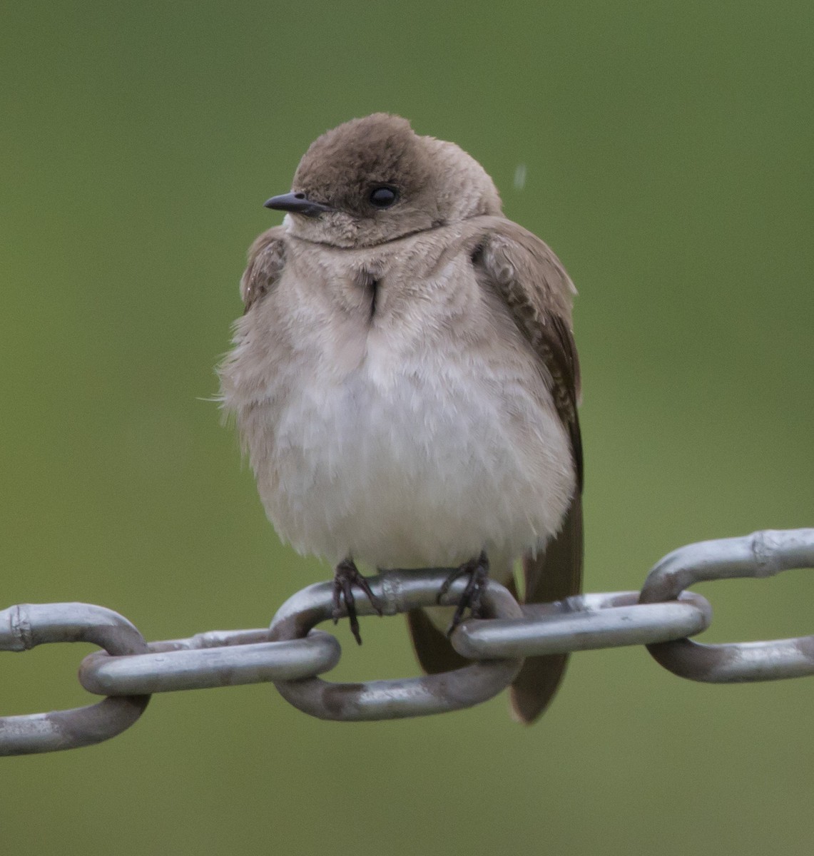 Northern Rough-winged Swallow - ML460365651