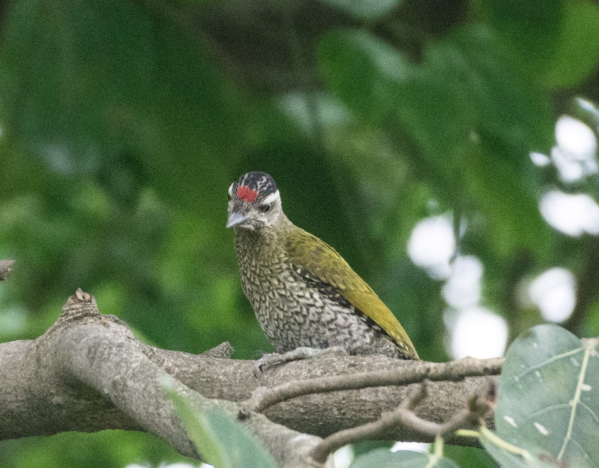Streak-throated Woodpecker - ML460366381