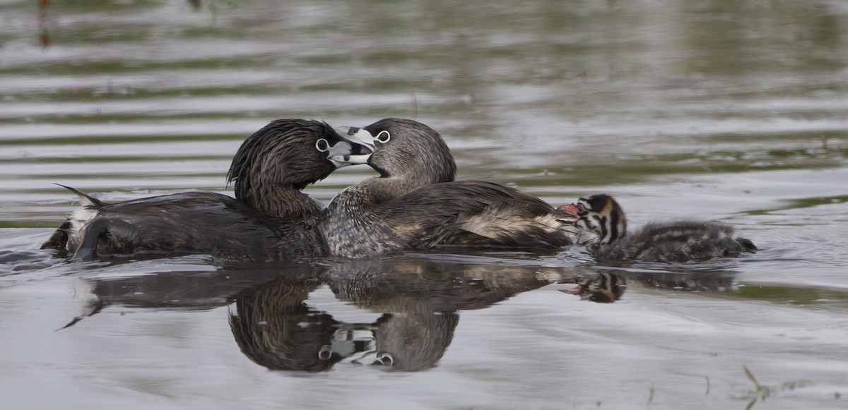 Pied-billed Grebe - Brent Angelo