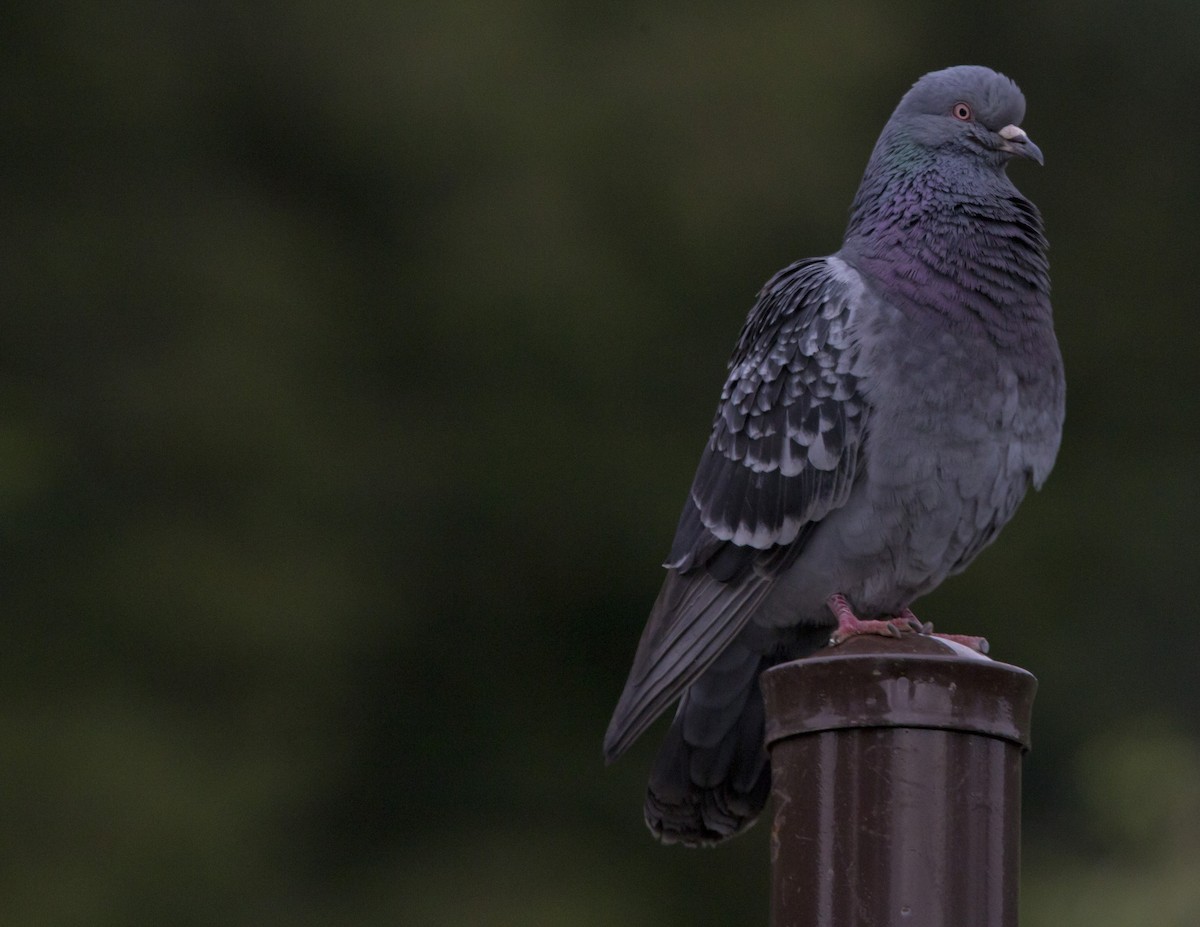 Rock Pigeon (Feral Pigeon) - ML460367921