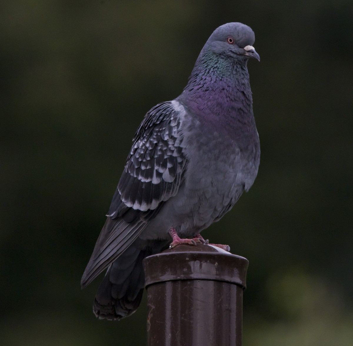 Rock Pigeon (Feral Pigeon) - ML460367931