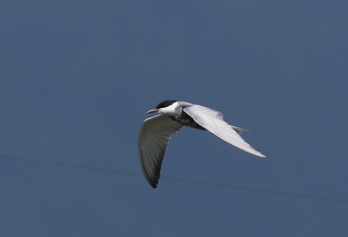 ML460368071 - Whiskered Tern - Macaulay Library