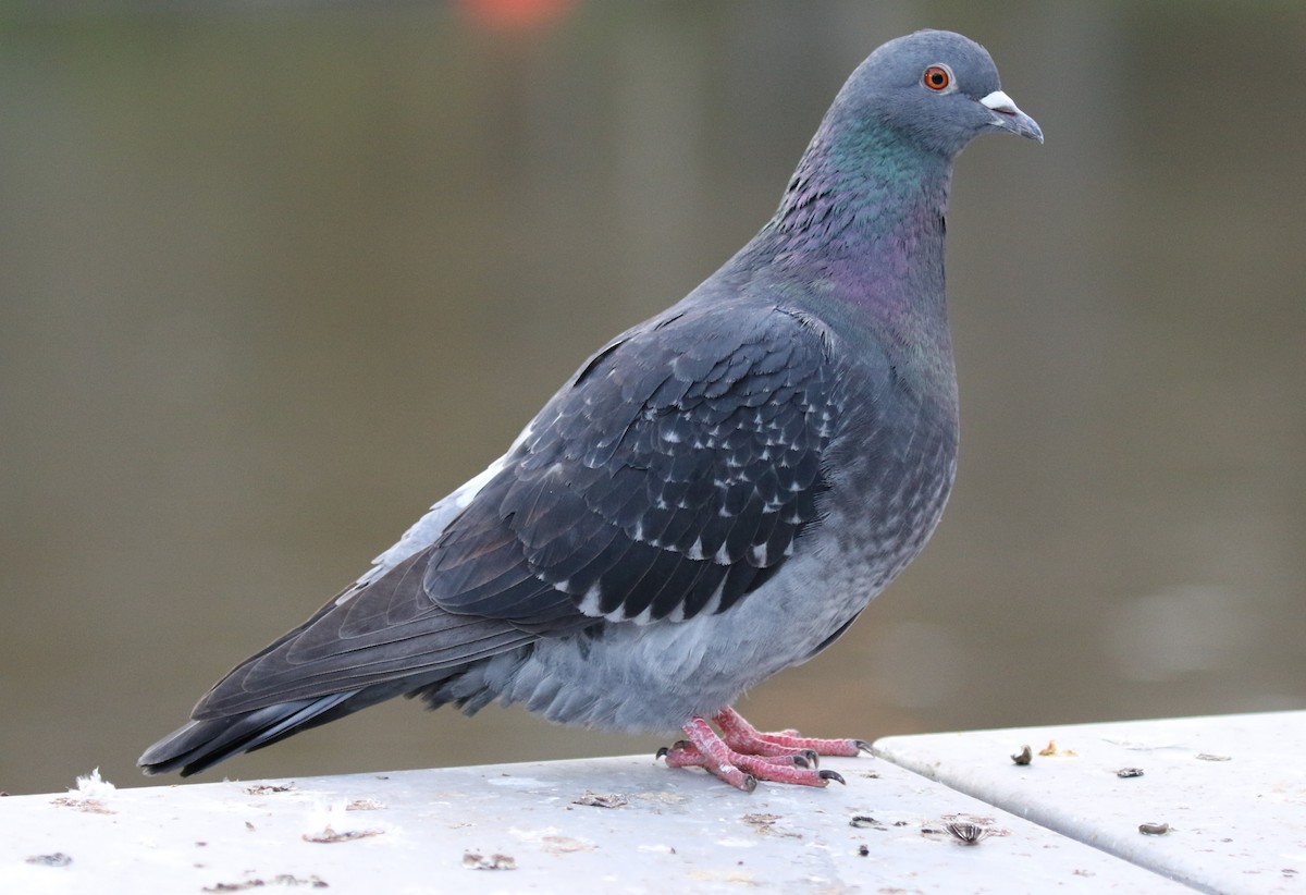 Rock Pigeon (Feral Pigeon) - ML460373091