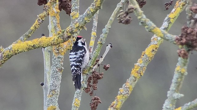 Lesser Spotted Woodpecker - ML460375371