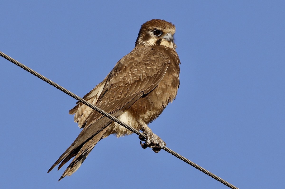 Brown Falcon - Elspeth M