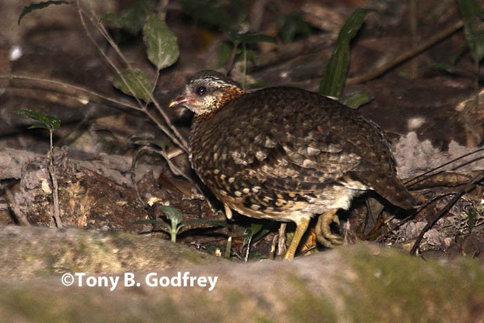Scaly-breasted Partridge - Tony Godfrey