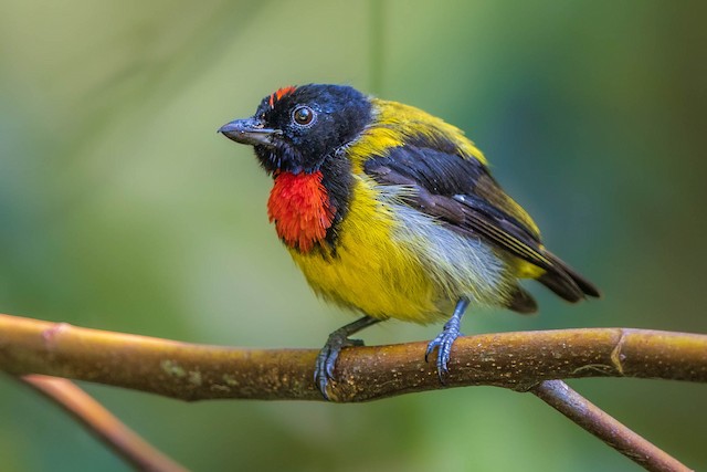 Scarlet-breasted Flowerpecker - eBird