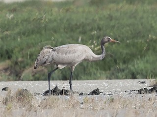  - Common Crane