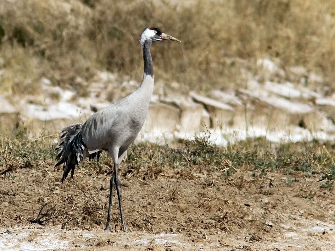 Common Crane - Garima Bhatia