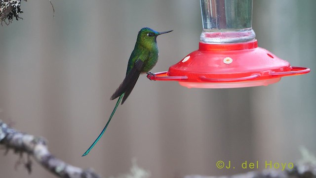 Long-tailed Sylph - ML460388281