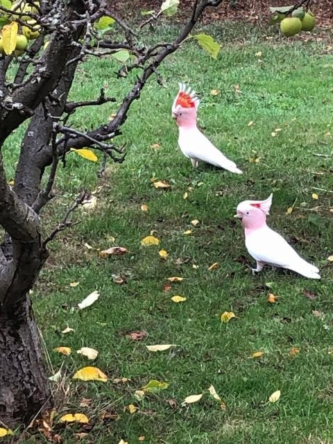 Pink Cockatoo - Birdline Australia