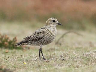  - European Golden-Plover