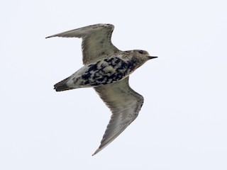 นกเต็มวัยในฤดูผสมพันธุ์ - Brian Sullivan - ML46039221