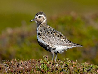 นกเพศเมียชุดขนฤดูผสมพันธุ์ - Ian Davies - ML46039231