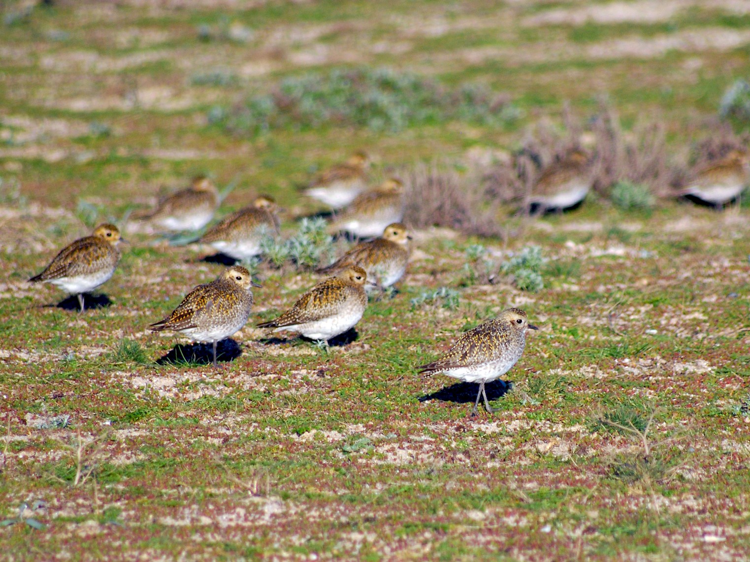 חופזי זהוב - José Marques