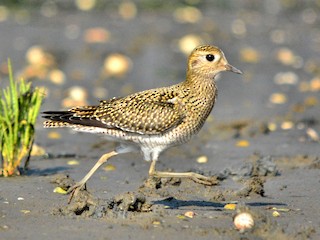  - European Golden-Plover