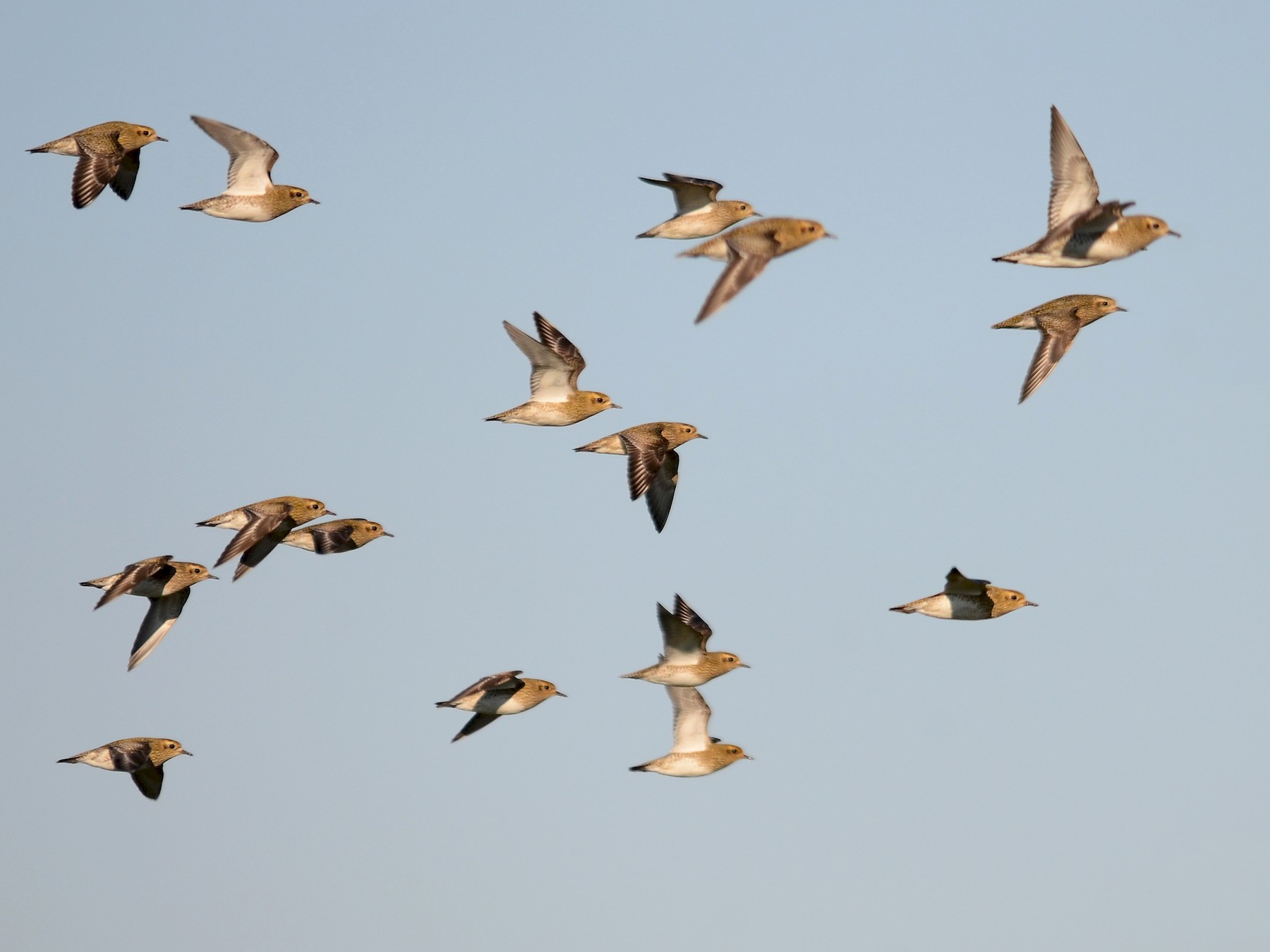 European Golden-Plover - José Frade