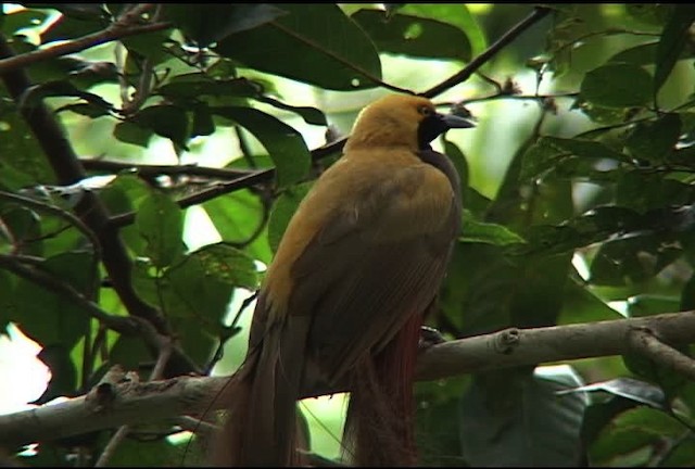 Goldie's Bird-of-Paradise - ML460394