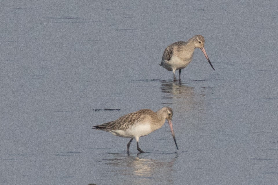 Bar-tailed Godwit - Luis Rodrigues