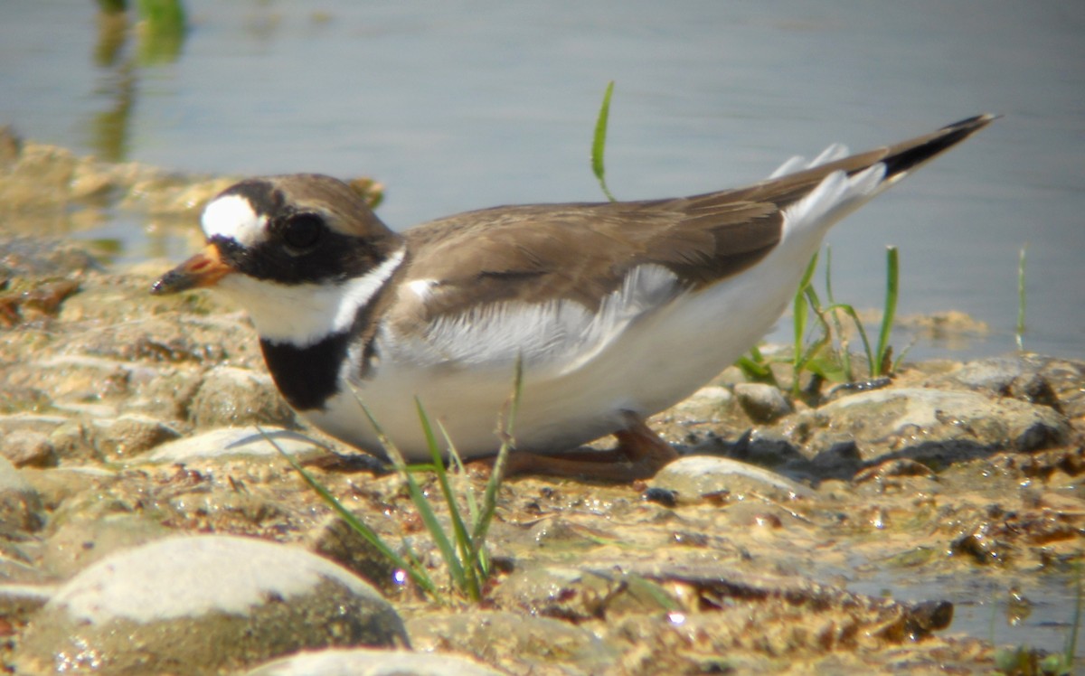 Common Ringed Plover - ML460398861