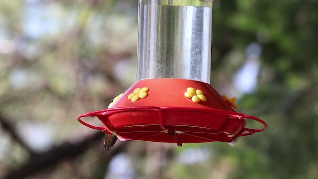 Calliope Hummingbird - ML460401281