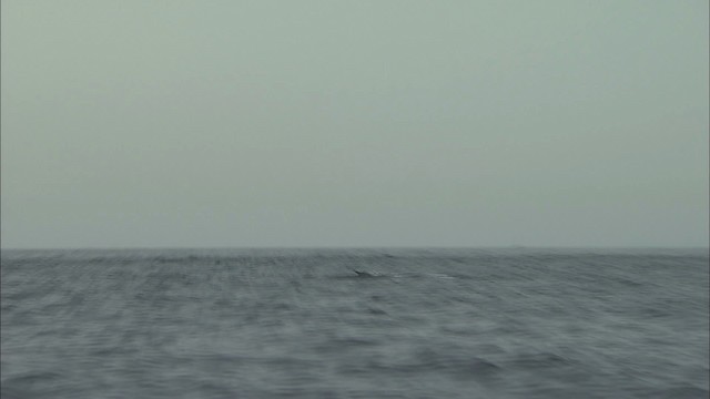 Hawaiian Spinner Dolphin - ML460405