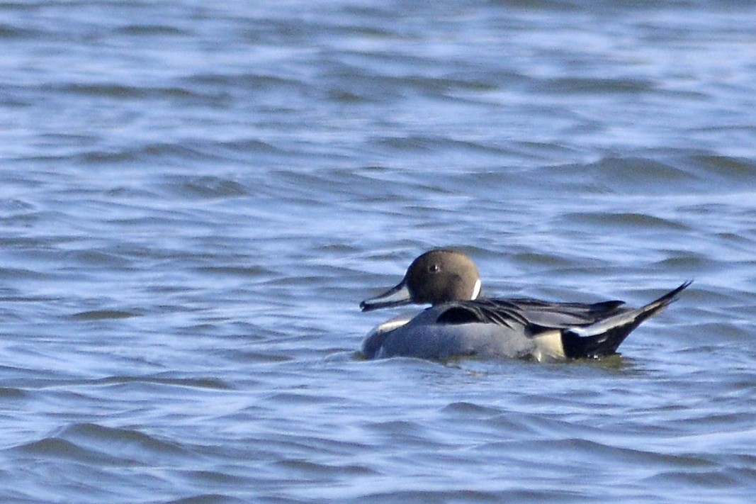 Northern Pintail - Vern Faber