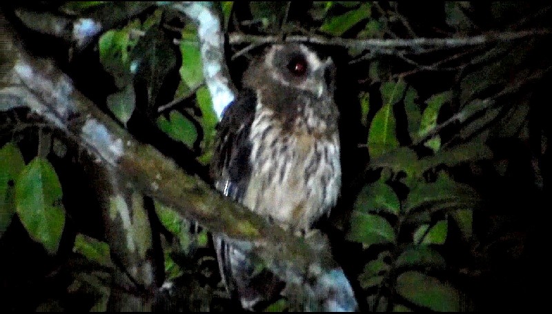 Mottled Owl - Carlos Otávio Gussoni