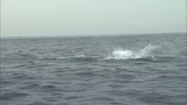 Hawaiian Spinner Dolphin - ML460407