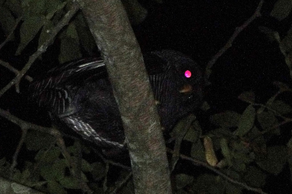 Black-banded Owl - ML46040761
