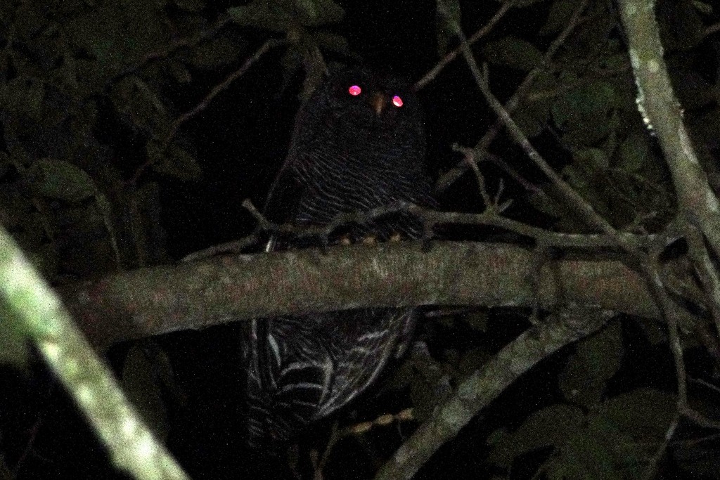 Black-banded Owl - ML46040771