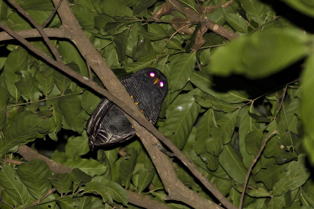 Black-banded Owl - ML46040841
