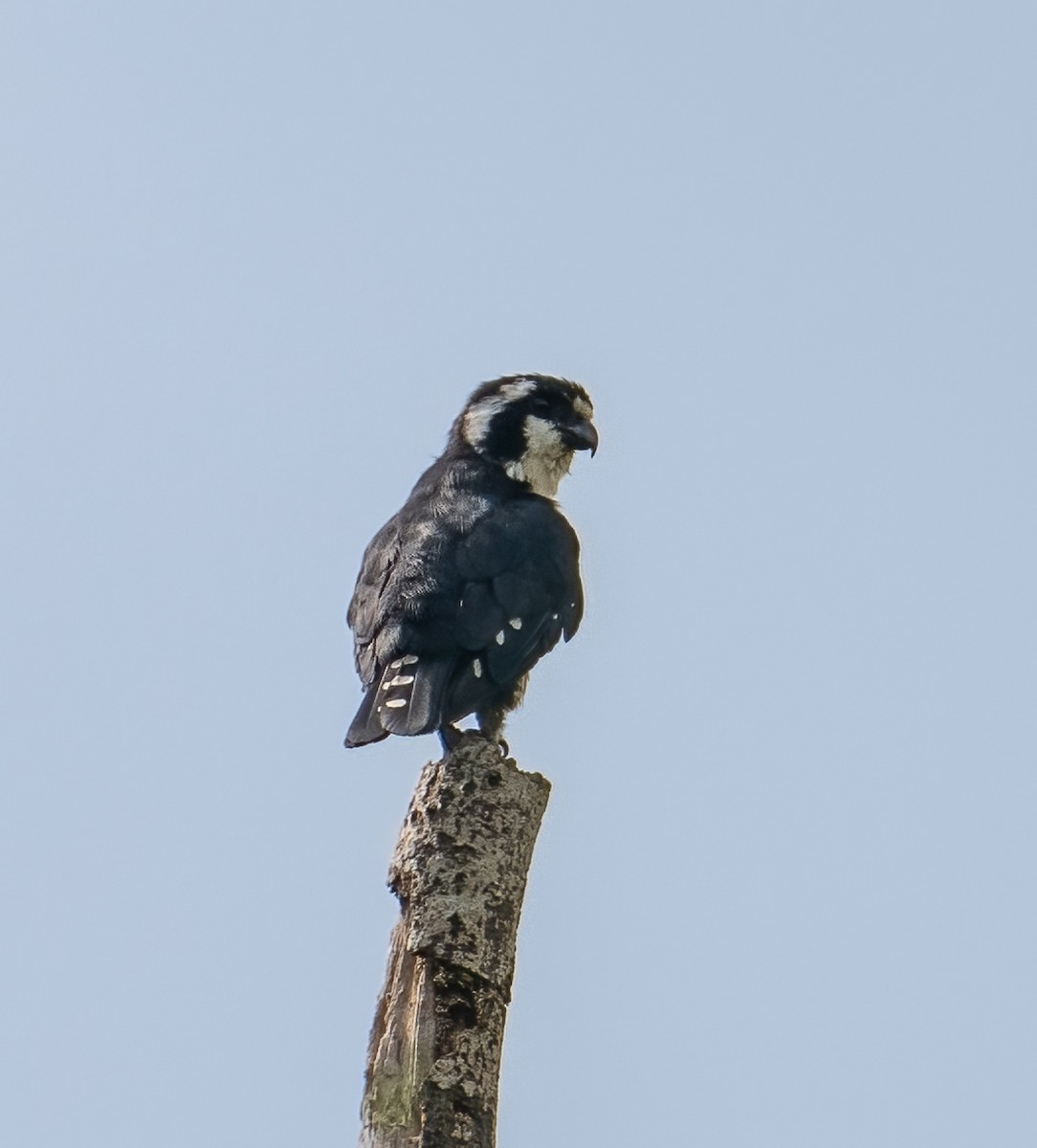 Black-thighed Falconet - Chien N Lee