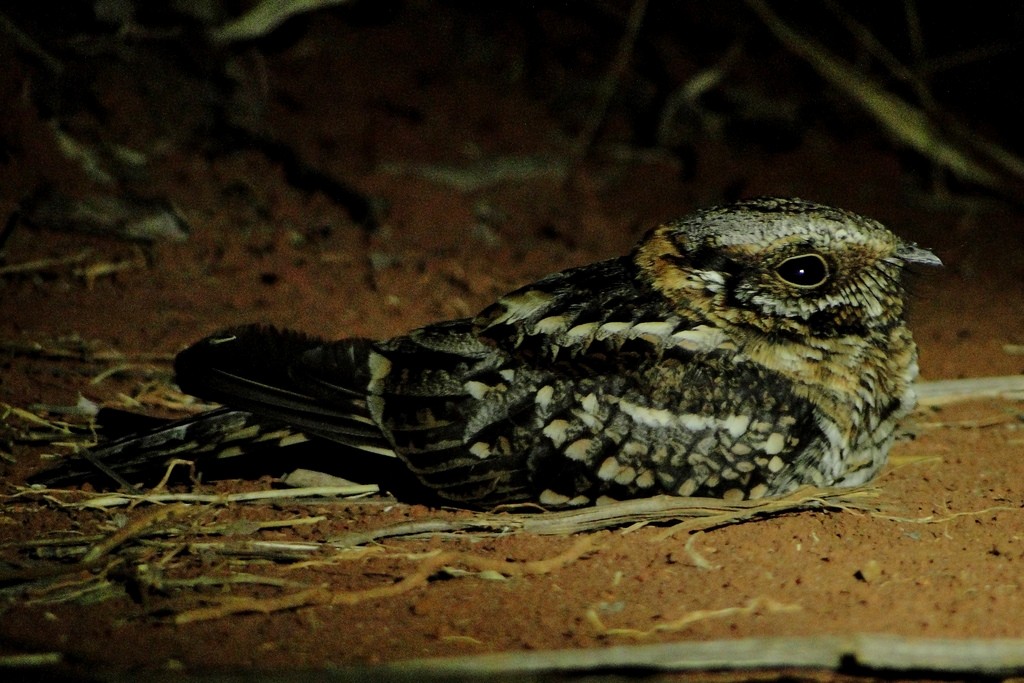 Scissor-tailed Nightjar - Carlos Otávio Gussoni