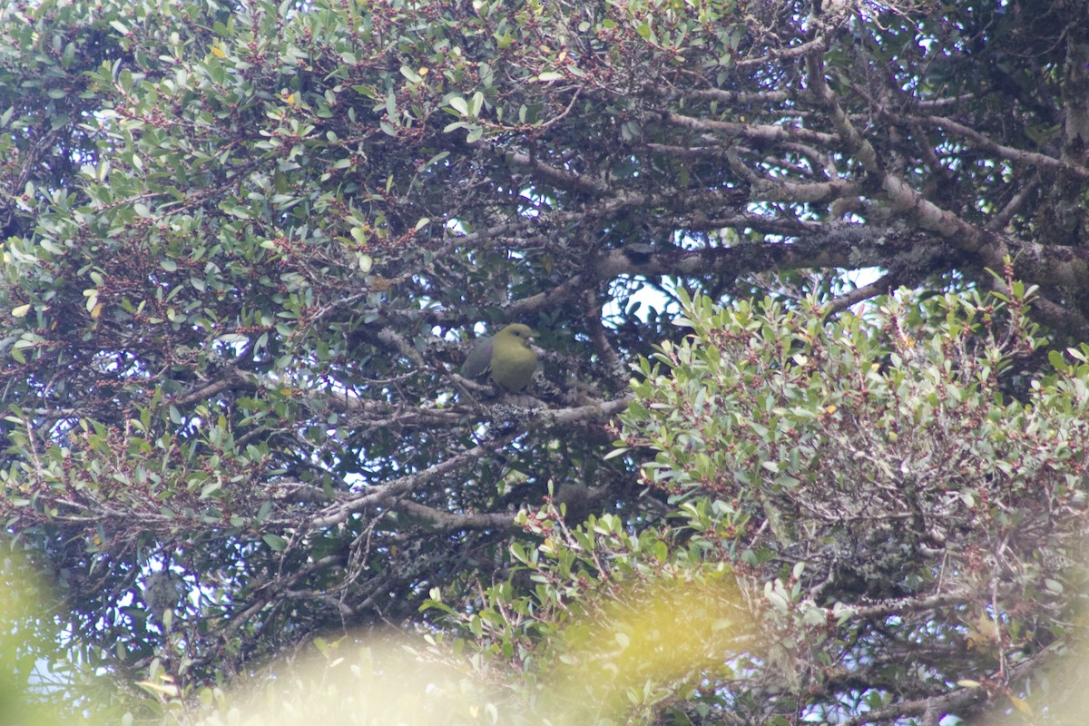 Madagascar Green-Pigeon - ML460425071