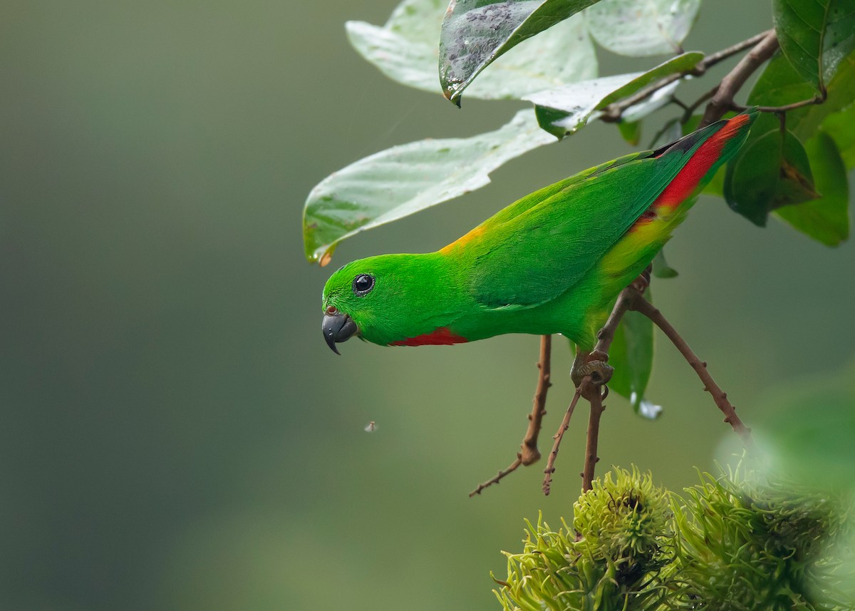 Blue-crowned Hanging-Parrot - ML460425231